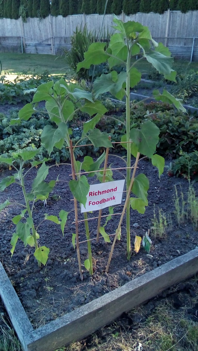 richmond-food-bank-garden-richmond-food-bank-society